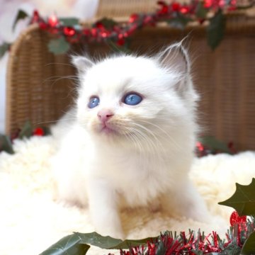 ラグドール【茨城県・女の子・2025年10月3日・ブルーポイントバイカラー】の写真「甘えん坊さんな女の子！」