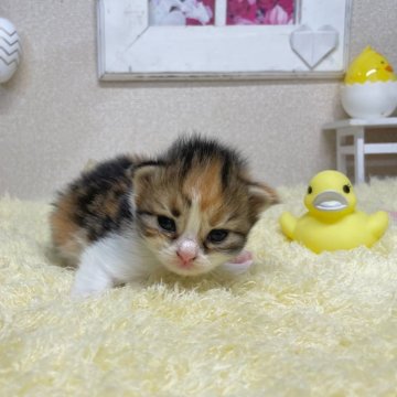スコティッシュフォールド(立ち耳)【茨城県・女の子・2025年3月19日・キャリコ】の写真「甘えん坊さんでお探しならこの子！？」