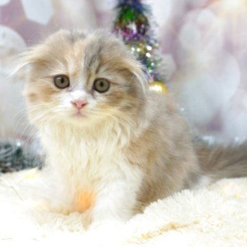 スコティッシュフォールド(折れ耳)【茨城県・女の子・2025年8月26日・ダイリュートキャリコ】の写真「まずはママに会ってからぜひご検討ください😊」