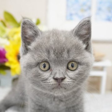 ブリティッシュショートヘア【茨城県・男の子・2025年7月1日・ブルータビー】の写真「保証・ﾜｸﾁﾝ代全て込みコミ😊ご見学のみ大歓迎！」
