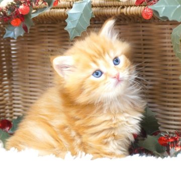 サイベリアン【茨城県・男の子・2025年10月8日・レッドタビー】の写真「ママ猫の見学OK！ご見学当日予約OK！」