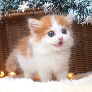 スコティッシュフォールド(立ち耳)【茨城県・男の子・2025年10月1日・レッド&ホワイト】の写真「甘えん坊さんでお探しならこの子！？」