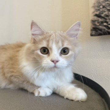 スコティッシュフォールド(立ち耳)【茨城県・女の子・2025年5月5日・クリームタビー&ホワイト】の写真「甘えん坊さんな女の子！」