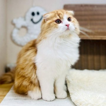 スコティッシュフォールド【茨城県・男の子・2025年6月3日・レッドタビー&ホワイト】の写真「甘えん坊さんな男の子！」