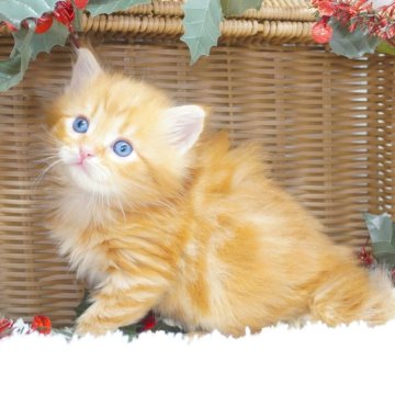 サイベリアン【茨城県・男の子・2025年10月8日・レッドタビー】の写真「ママ猫の見学OK！ご見学当日予約OK！」