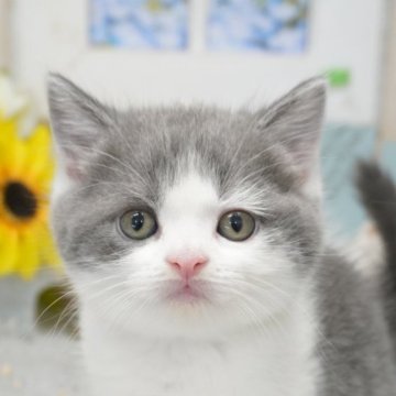 ブリティッシュショートヘア【茨城県・男の子・2025年7月1日・ブルータビー&ホワイト】の写真「保証・ﾜｸﾁﾝ代全て込みコミ😊ご見学のみ大歓迎！」