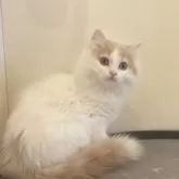 スコティッシュフォールド(立ち耳)【茨城県・男の子・2024年12月18日・クリームタビー&ホワイト】の写真1「4/12甘えん坊さんな男の子をお探しならこの子…！！兄妹とも仲良しです☆」