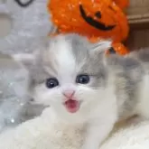 スコティッシュフォールド(立ち耳)