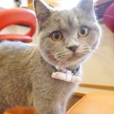 ブリティッシュショートヘア