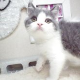 ブリティッシュショートヘア