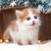 スコティッシュフォールド(立ち耳)