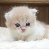 スコティッシュフォールド(折れ耳)