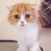 スコティッシュフォールド(折れ耳)