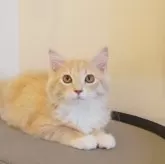 サイベリアン