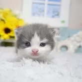 ブリティッシュショートヘア