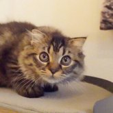 スコティッシュフォールド(折れ耳)