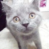 ブリティッシュショートヘア