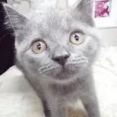 ブリティッシュショートヘア