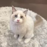 ラグドール【茨城県・女の子・2024年10月7日・ブルーポイントバイカラー】の写真1「3/11現在：体を動かすことが大好きです！最近は猫じゃらしを追いかけまわって遊んでいます✨」