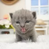 ブリティッシュショートヘア