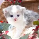 サイベリアン【茨城県・女の子・2025年10月13日・ダイリュートキャリコ(パステル三毛)】の写真3「可愛らしいキャリコちゃんです♡」