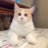 サイベリアン【茨城県・女の子・2024年7月6日・クリーム&ホワイト】の写真5「表情豊かで愛くるしいです…♡」