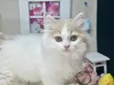 スコティッシュフォールド(立ち耳)【茨城県・男の子・2024年12月18日・クリームタビー&ホワイト】の写真5