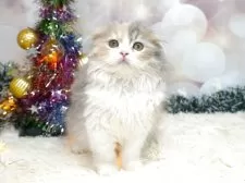 スコティッシュフォールド(折れ耳)【茨城県・女の子・2025年8月26日・ダイリュートキャリコ】の写真2