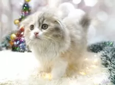 スコティッシュフォールド(折れ耳)【茨城県・女の子・2025年8月26日・ダイリュートキャリコ】の写真3