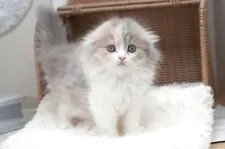 スコティッシュフォールド(折れ耳)【茨城県・女の子・2025年8月26日・ダイリュートキャリコ】の写真5