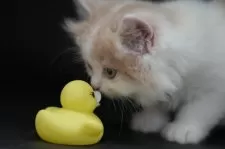 スコティッシュフォールド(立ち耳)【茨城県・男の子・2024年12月18日・クリームタビー&ホワイト】の写真9