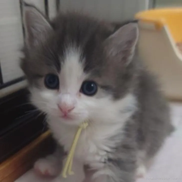 ID：2207-01842の子猫