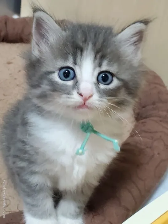 ID:2105-00075の子猫