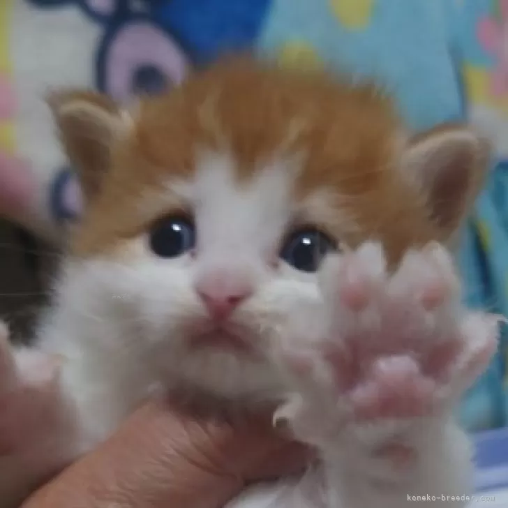 ID:2312-01824の子猫