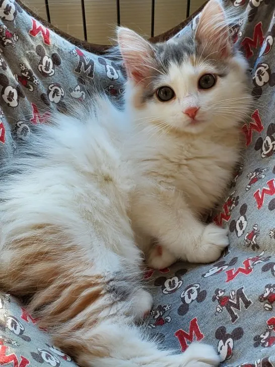 しろねこ 様のお迎えした子猫