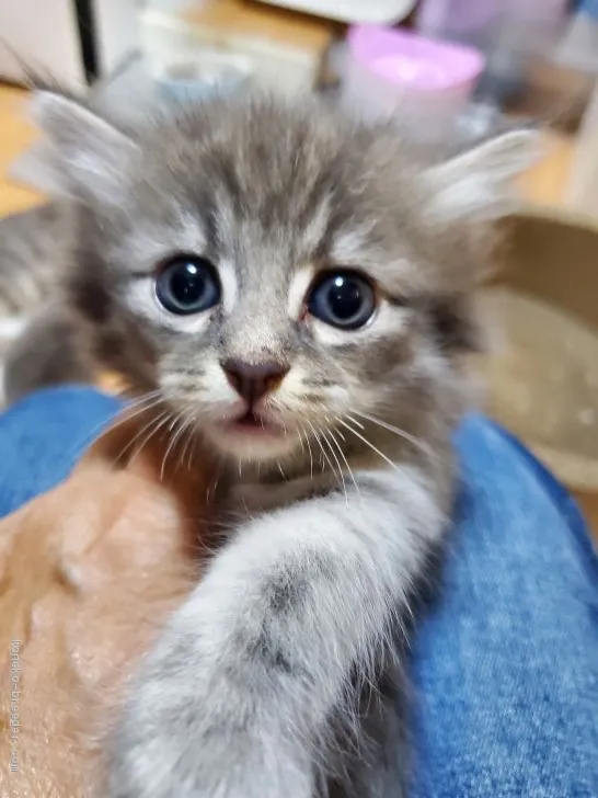 ID：2007-01712の子猫