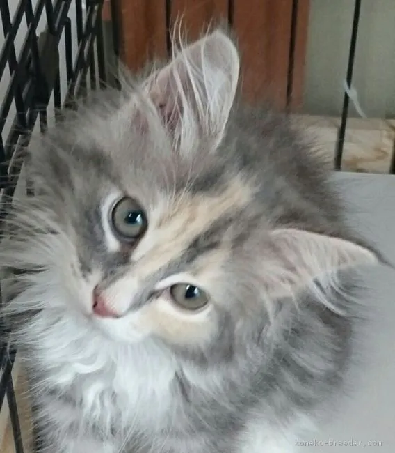 T 様のお迎えした子猫
