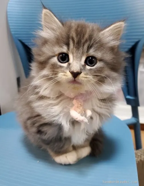 ID:2002-01061の子猫