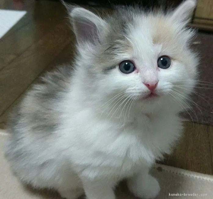 ID：1611-00201の子猫