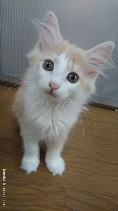 クッキー 様のお迎えした子猫