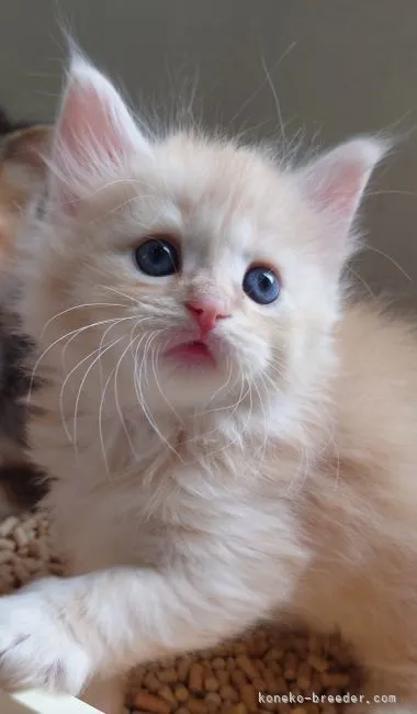 ID：2204-03043の子猫