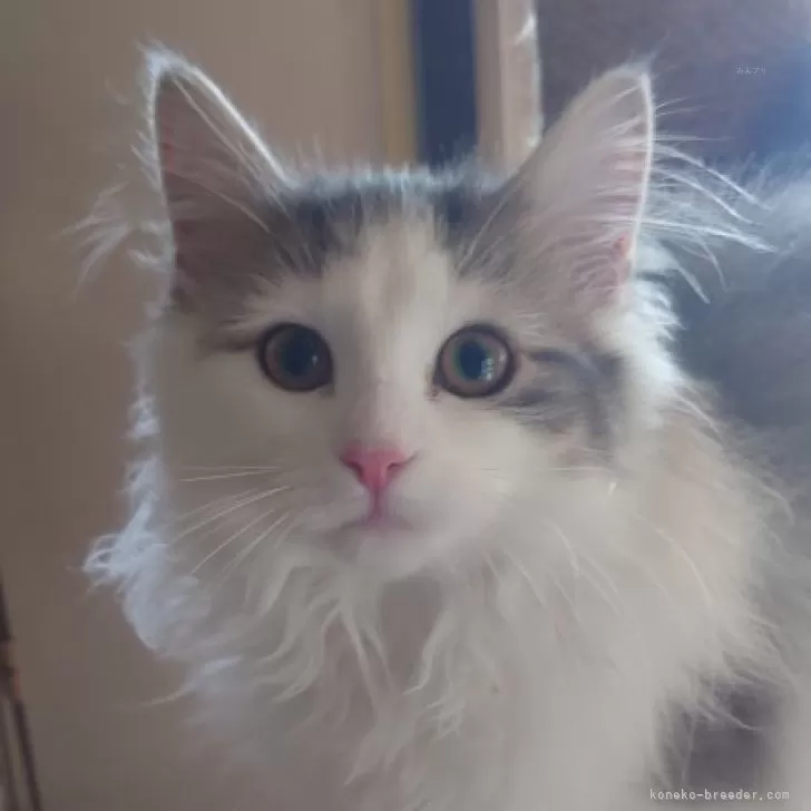 ID:2312-02798の子猫