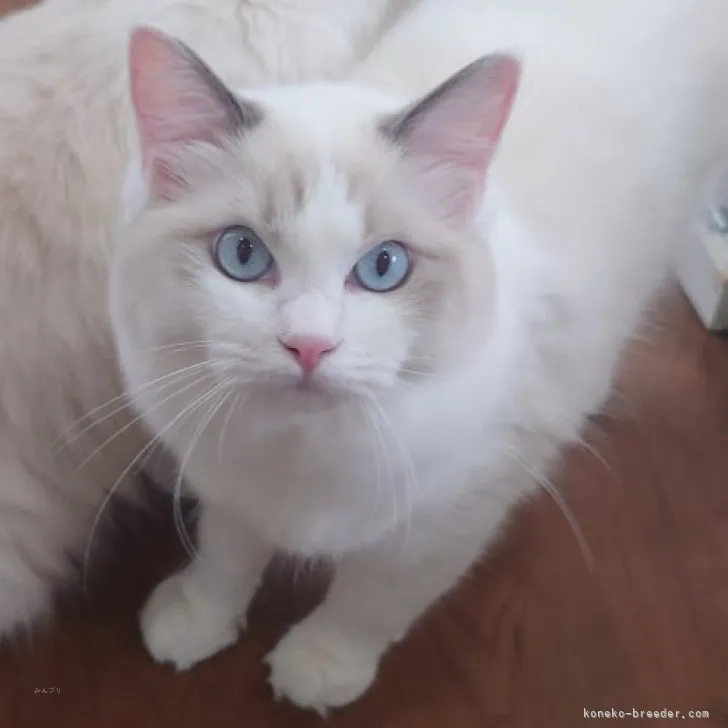 ID：2309-01855の子猫