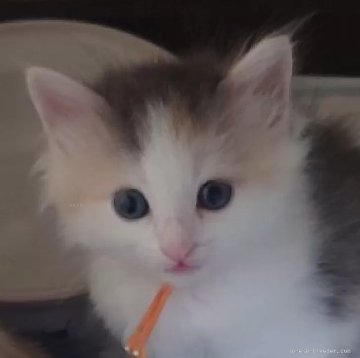 ID:2408-02982の子猫