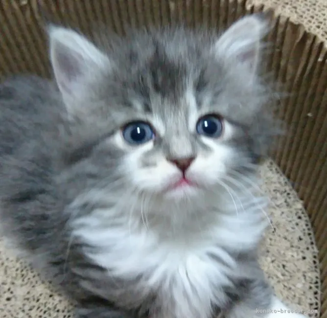 ID：1611-00202の子猫