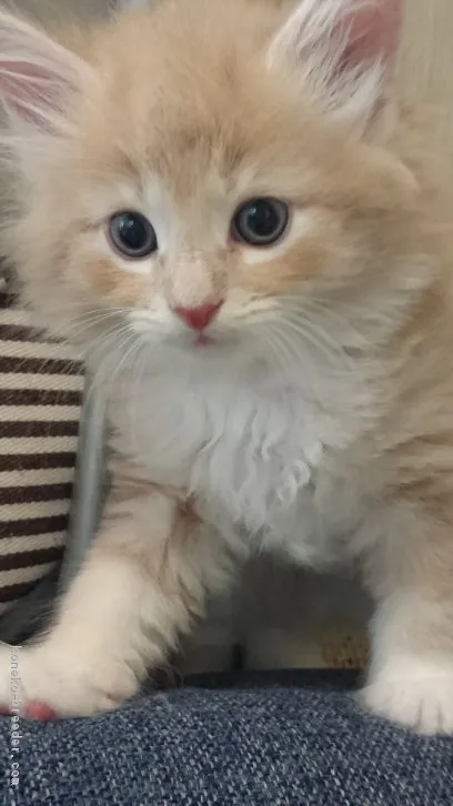 ID:1607-00791の子猫