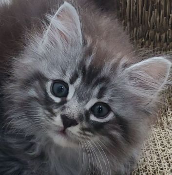 ノルウェージャンフォレストキャット【滋賀県・男の子・2021年7月30日・ブラウンマッカレルタビー】の写真「アイラインくっきりのイケメンです。」