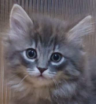 ノルウェージャンフォレストキャット【滋賀県・女の子・2021年11月29日・ブルーマッカレルタビー（ふわふわなホワイト無しの女の子）】の写真「一番体格がいいです。」