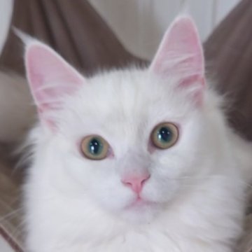 ノルウェージャンフォレストキャット【滋賀県・女の子・2022年12月11日・ホワイト】の写真「真っ白で綺麗な女の子」