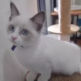 ラグドール【滋賀県・女の子・2024年5月14日・ブルーポイントバイカラー】の写真1